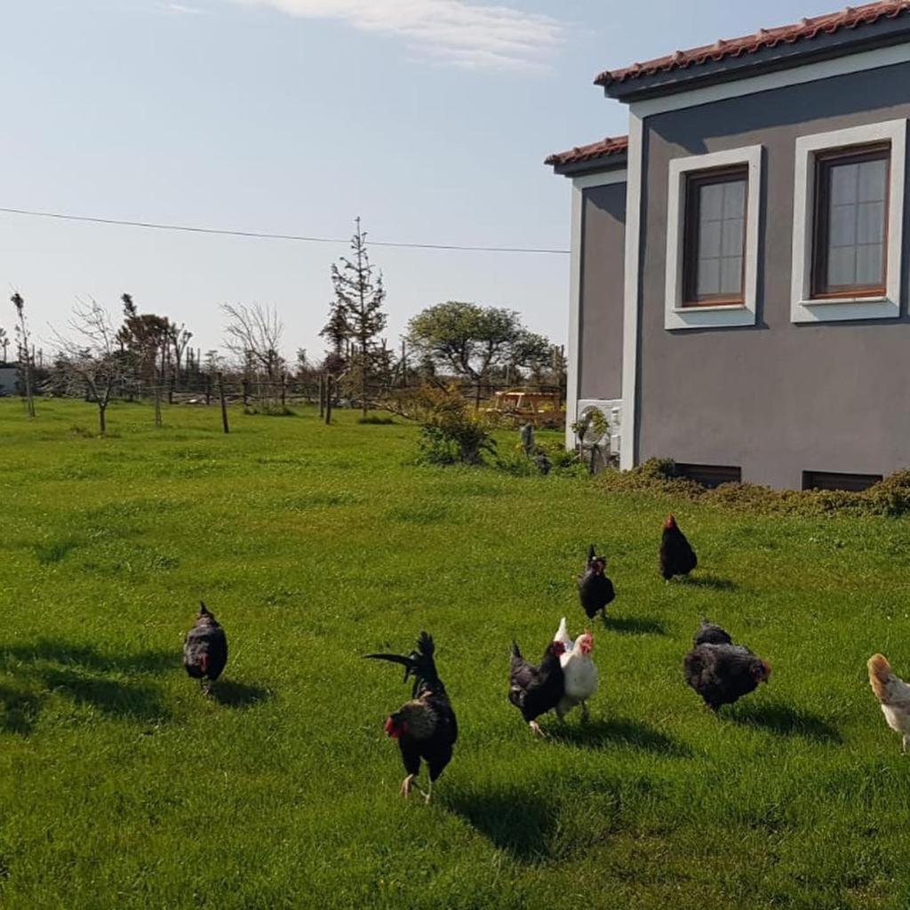 Adayel Bagevi & Butik Otel Bozcaada Exterior foto